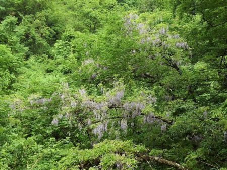 増水した渓でイワナ爆釣